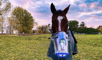 Equines Asthma