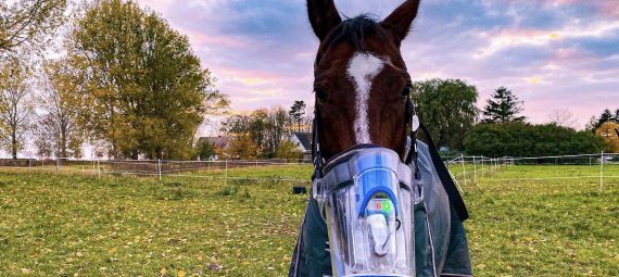 Equines Asthma